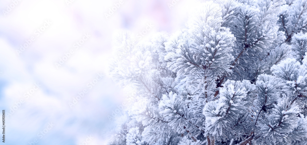 Εκτύπωση καμβά Horizontal Christmas banner with branch of pine-tree (Scotch fir) on abstract backdrop