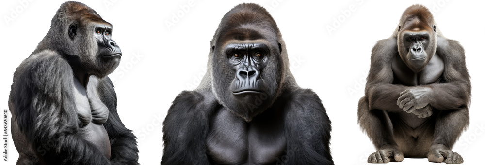 Gorilla collection (portrait, side view, sitting), animal bundle isolated on a white background as transparent PNG Gorilla collection (portrait, side view, sitting), animal bundle isolated on a white background as transparent PNG