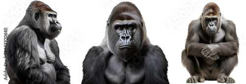 Gorilla collection (portrait, side view, sitting), animal bundle isolated on a white background as transparent PNG