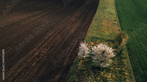 Aerial shot of small fruit orchard with few trees between cultivated fields in countryside landscape, high angle view