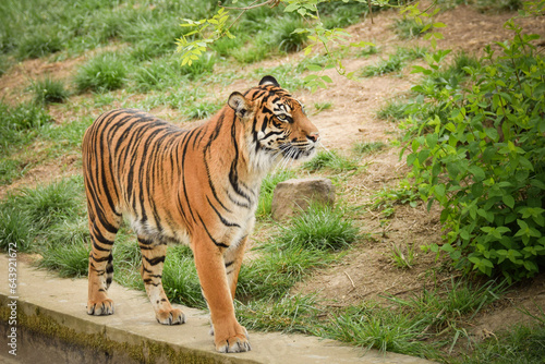 Asian tiger is going in zoo habitat. He is waiting for animal caretaker.