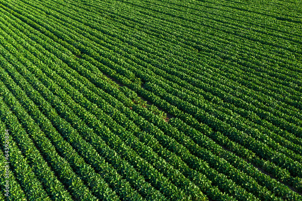 Aerial shot of green soybean field from drone pov