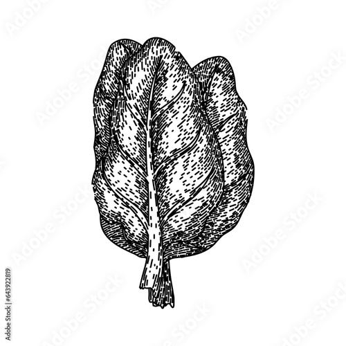 mangold chard hand drawn. fresh green, beet bunch, spinach leaves mangold chard vector sketch. isolated black illustration