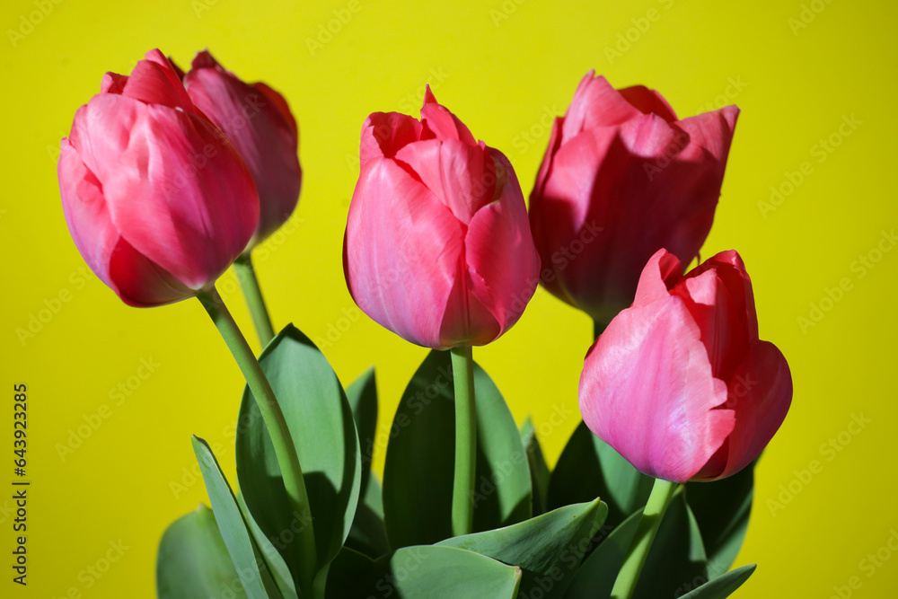 bouquet of tulips bouquet of tulips