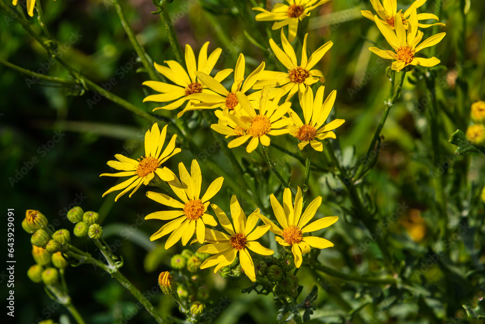 Yellow flowers of Senecio vernalis closeup on a blurred green background. Selective focus Yellow flowers of Senecio vernalis closeup on a blurred green background. Selective focus
