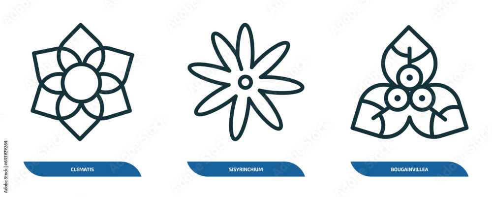 set of 3 linear icons from nature concept. outline icons such as clematis, sisyrinchium, bougainvillea vector set of 3 linear icons from nature concept. outline icons such as clematis, sisyrinchium, bougainvillea vector