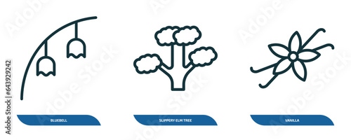 set of 3 linear icons from nature collection. thin concept. outline icons such as bluebell, slippery elm tree, vanilla vector