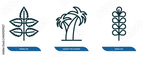 set of 3 linear icons from nature concept. outline icons such as rowan leaf, coconut tree standing, pecan leaf vector