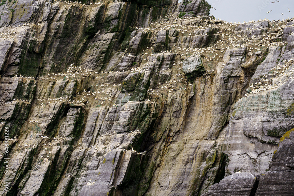 Sceilg Bheag , Skellig Rock Small, Ireland, United Kingdom