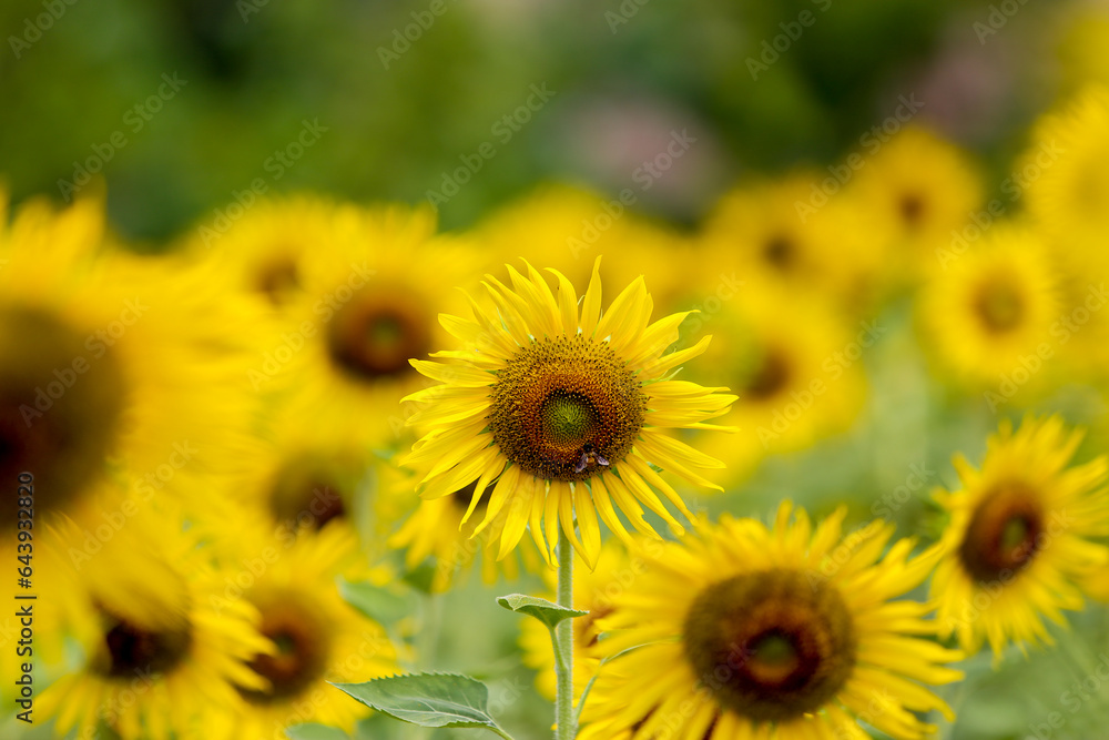 Sunflower natural background. Sunflower blooming. Close-up of sunflower.