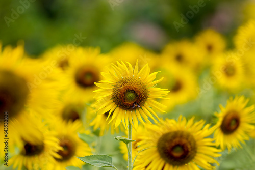 Sunflower natural background. Sunflower blooming. Close-up of sunflower.