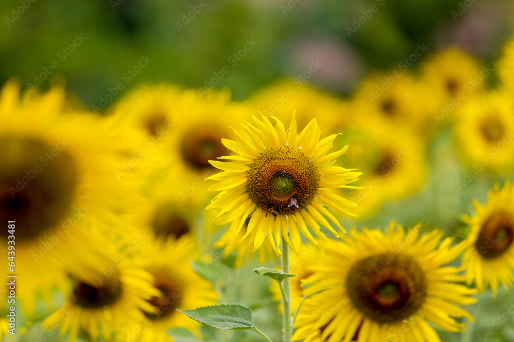 Sunflower natural background. Sunflower blooming. Close-up of sunflower. Sunflower natural background. Sunflower blooming. Close-up of sunflower.