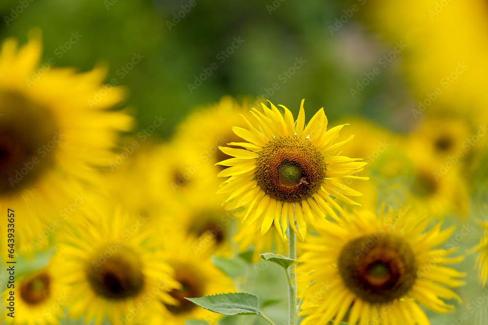 Sunflower natural background. Sunflower blooming. Close-up of sunflower. Sunflower natural background. Sunflower blooming. Close-up of sunflower.