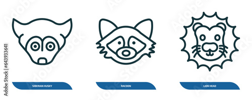 set of 3 linear icons from animals concept. outline icons such as siberian husky, racoon, lion head vector