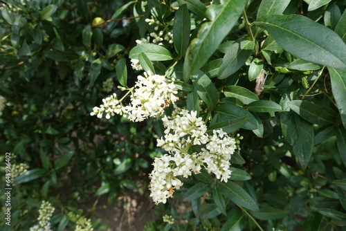 Two panicles of white flowers of wild privet in May