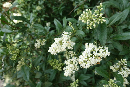 White flowers and buds of wild privet in May