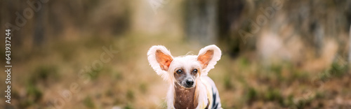 Tableau sur toile Young Chinese Crested Dog Outdoors On Green Grass