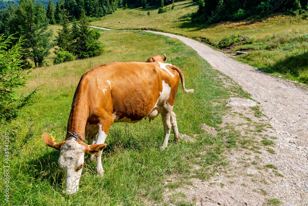 Cow on the meadow in Jaworki near Szczawnica (Poland)