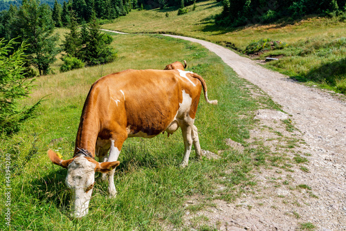 Obraz na płótnie Cow on the meadow in Jaworki near Szczawnica (Poland) w salonie