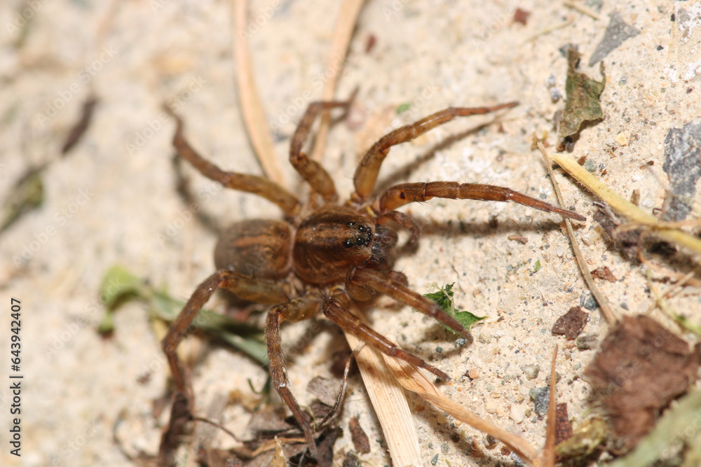 agelena labyrinthica spider macro photo agelena labyrinthica spider macro photo