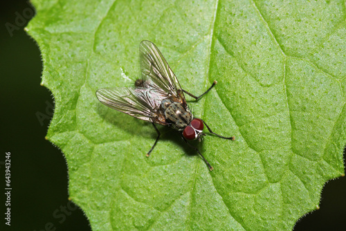macro photo of housefly facing back