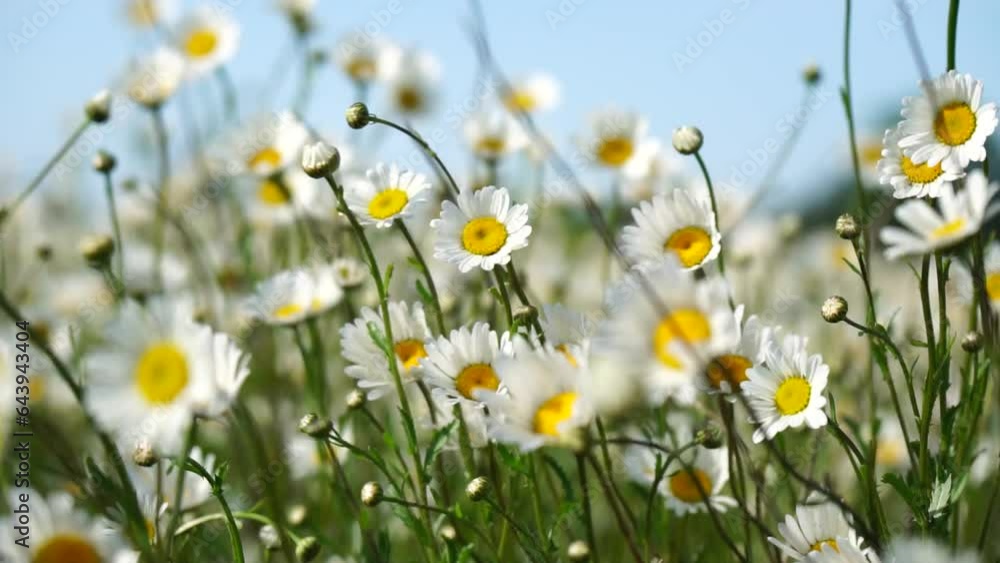 Chamomile. White daisy flowers in a field of green grass sway in the wind at sunset. Chamomile flowers field with green grass. Close up slow motion. Nature, flowers, spring, biology, fauna concept Chamomile. White daisy flowers in a field of green grass sway in the wind at sunset. Chamomile flowers field with green grass. Close up slow motion. Nature, flowers, spring, biology, fauna concept