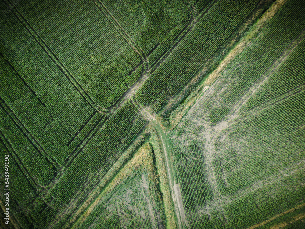 Drone top down view of a large maize field showing rows of planted crop nearly reading to harvest. Shown with intersecting public footpaths.
