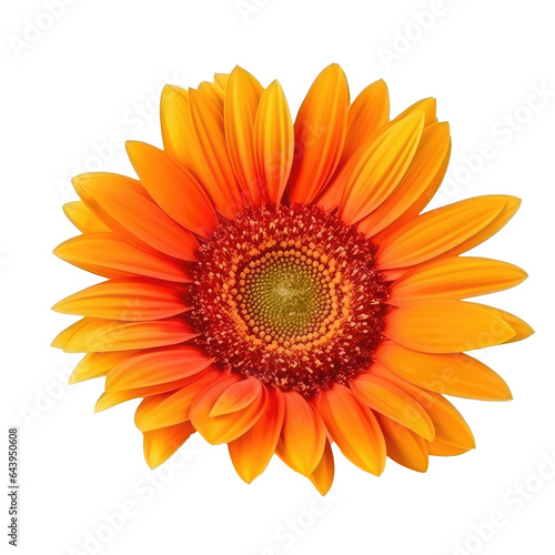 beautiful sunflower isolated on white
