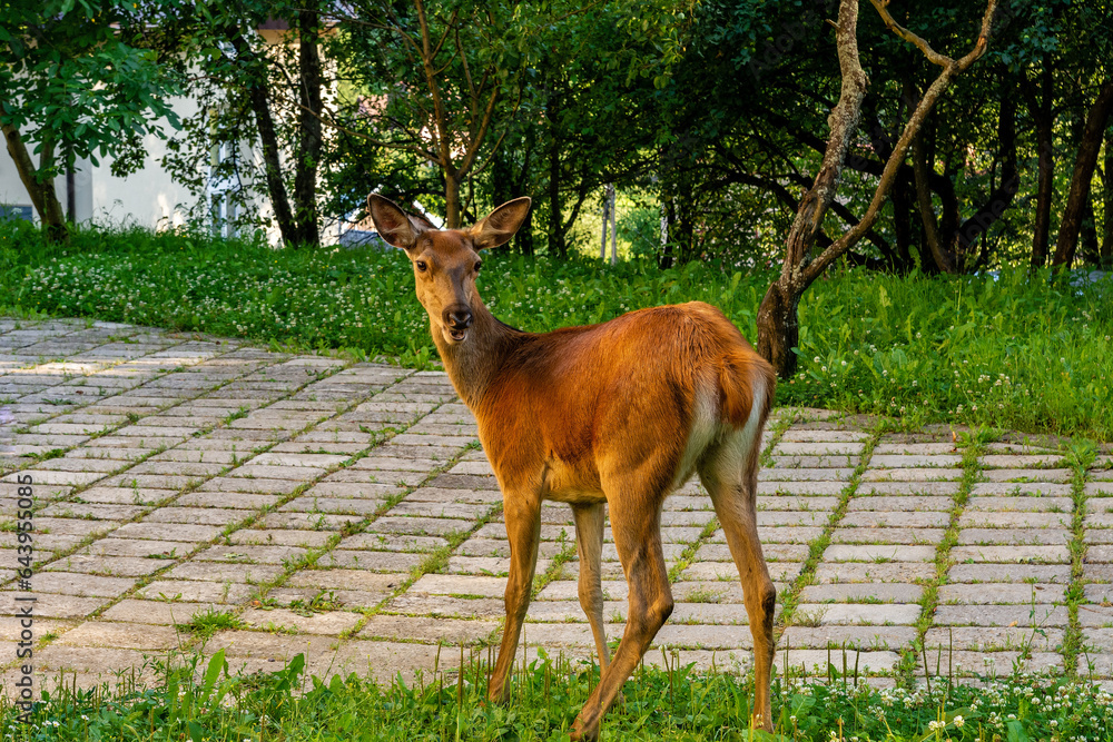 Roe deer on the grass (Szczawnica, Poland)