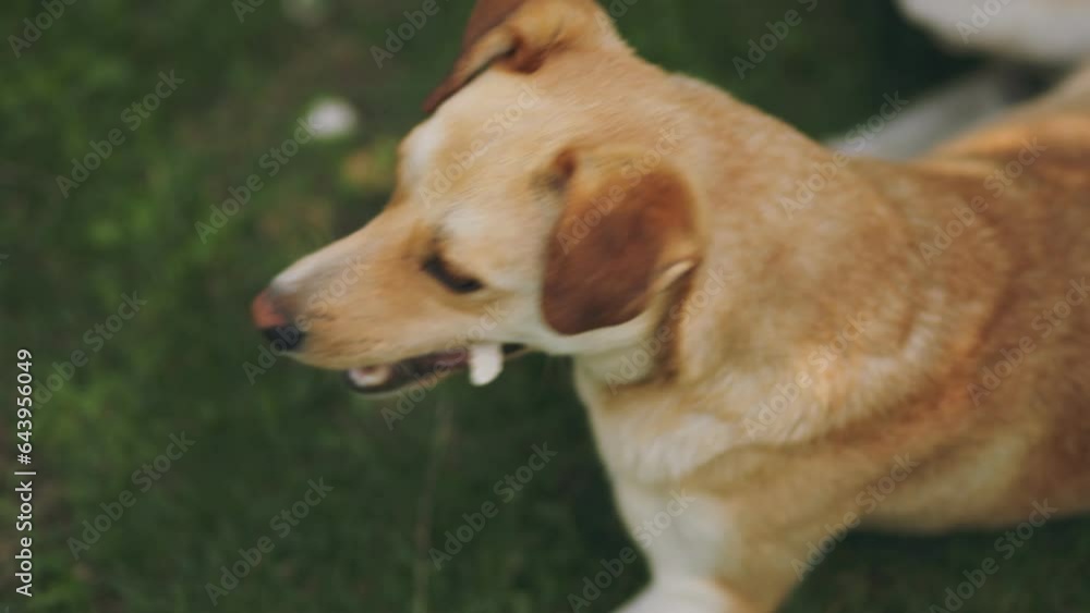yellow dog on a background of green grass yellow dog on a background of green grass