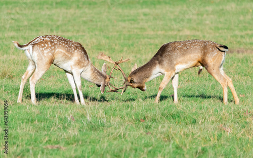 Fototapeta Naklejka Na Ścianę i Meble -  A pair of deer fighting in Richmond wildlife park