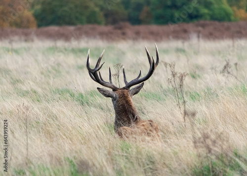 A stag lying down in the grass in Richmond wildlife park in London