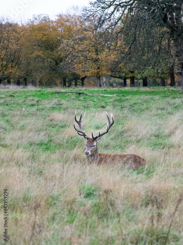 A stag lying down in the grass in Richmond wildlife park in London © McoBra89