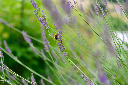 Detailaufnahme einer Biene in einem Lavendelstrauch im Garten