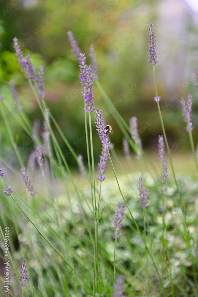 Detailaufnahme einer Hummel in einem Lavendelstrauch im Garten