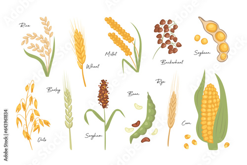 Cereals seed grain agricultural plant spikelets ear isolated organic farm harvest set on white