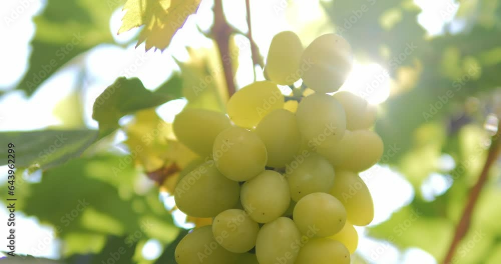 A bunch of white grapes ripens in the sun. Grapes on a bush in a vineyard. A bunch of white grapes ripens in the sun. Grapes on a bush in a vineyard.