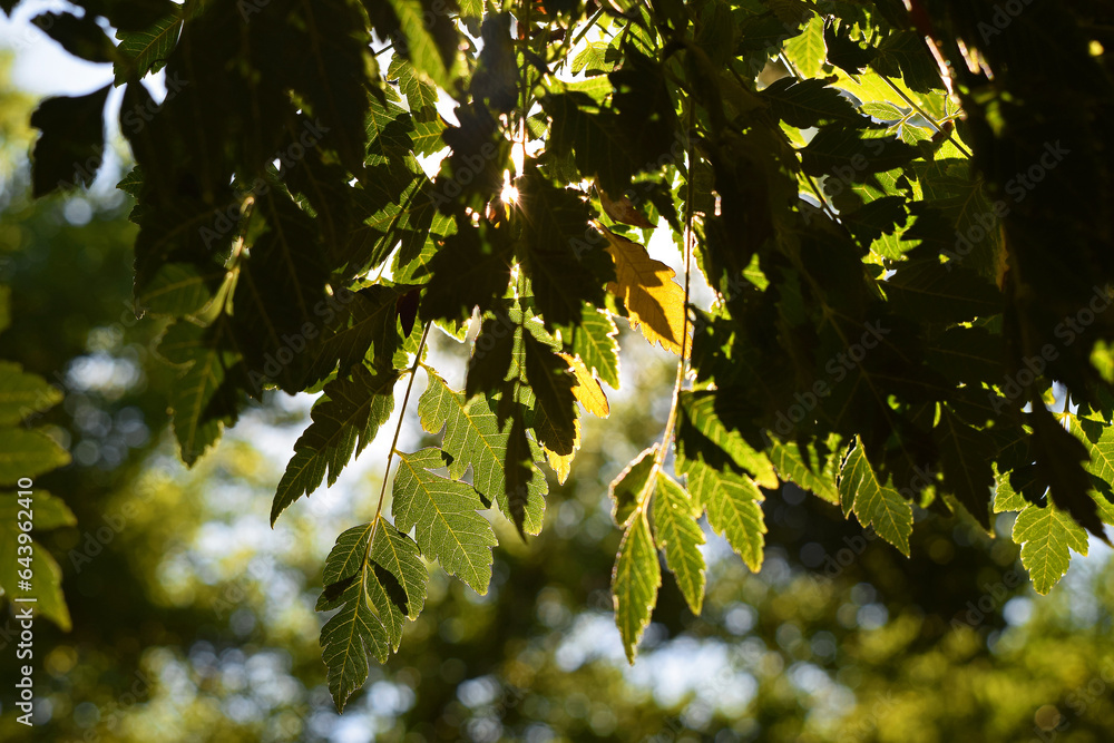 Yellow autumn leaf among many green leaves Yellow autumn leaf among many green leaves