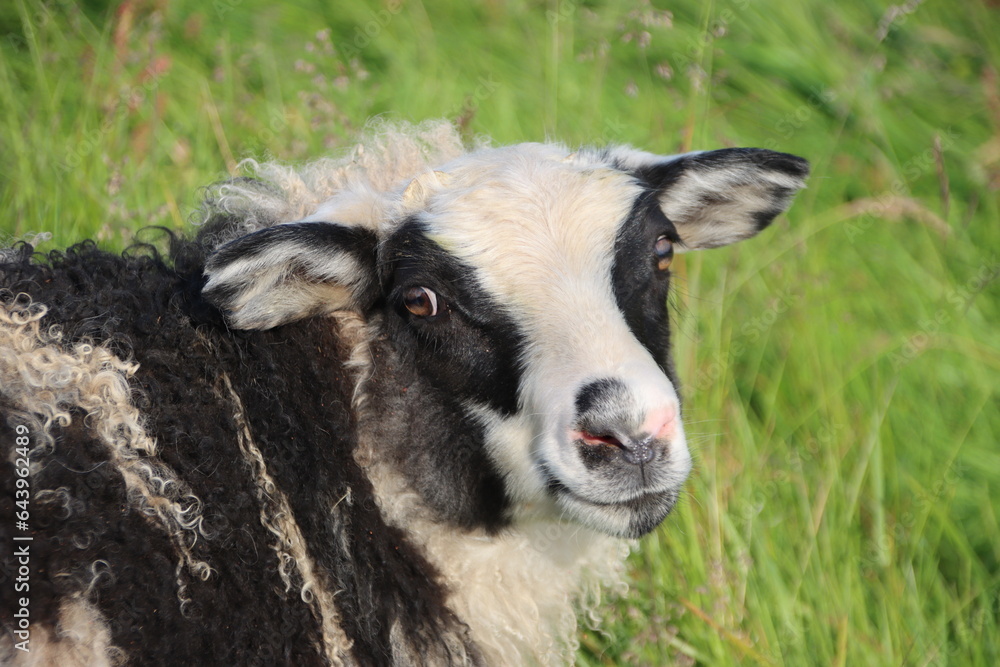 Icelandic sheep on Flatey Island off the west coast of Iceland. Icelandic sheep on Flatey Island off the west coast of Iceland.