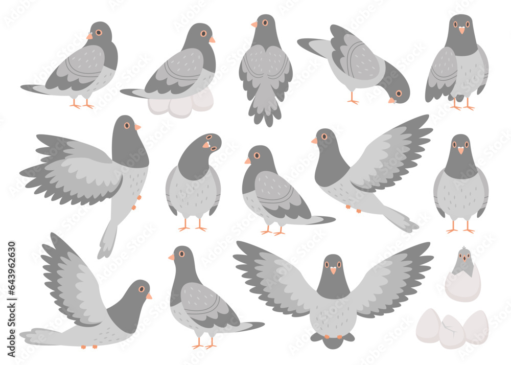 Fototapeta premium Pigeon bird, rock dove feathered animal cartoon character with different activity isolated set