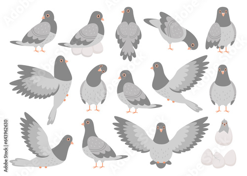 Pigeon bird, rock dove feathered animal cartoon character with different activity isolated set