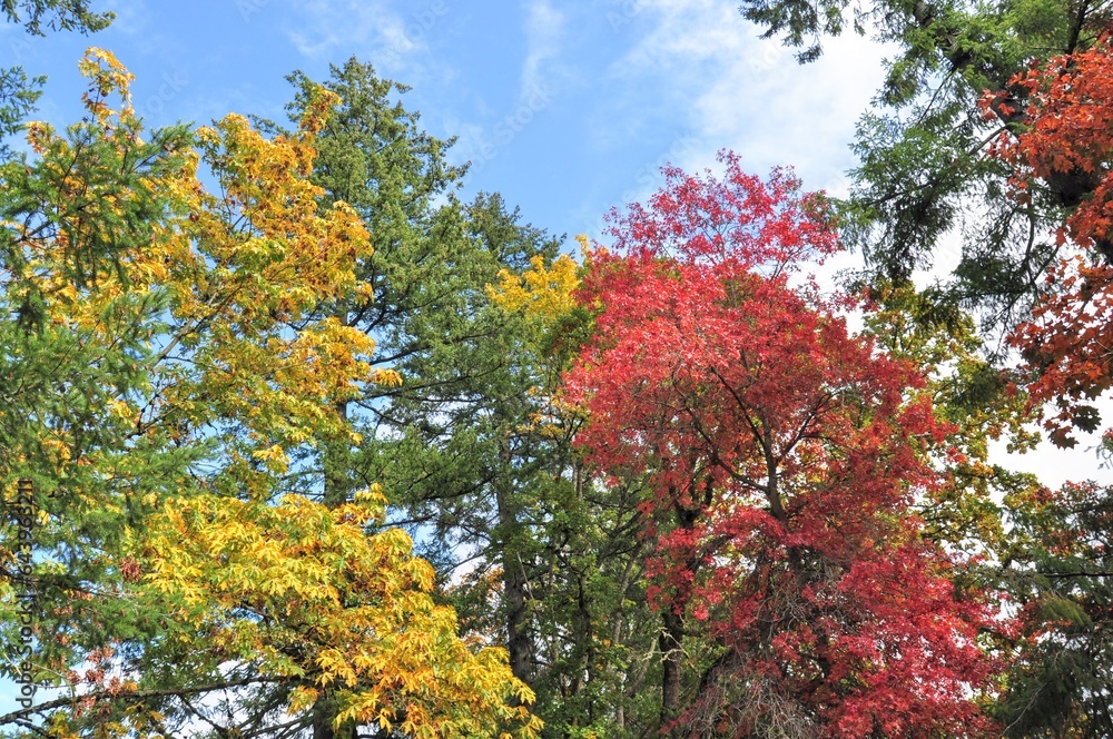 Autumn tree leaf colors