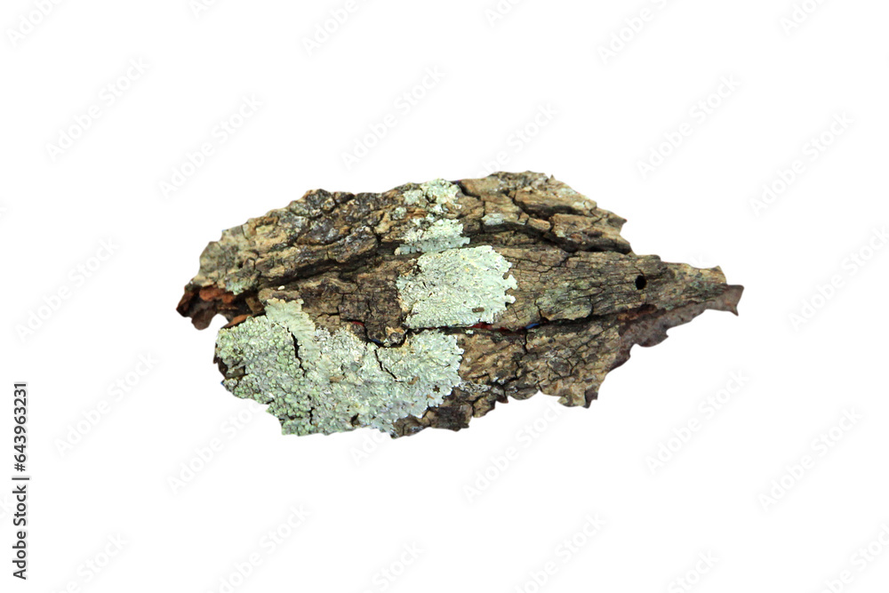 Tree trunk , small pieces of bark isolated on white background.