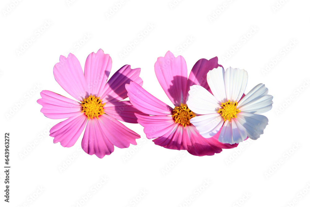 pink cosmos flower isolated on white background.