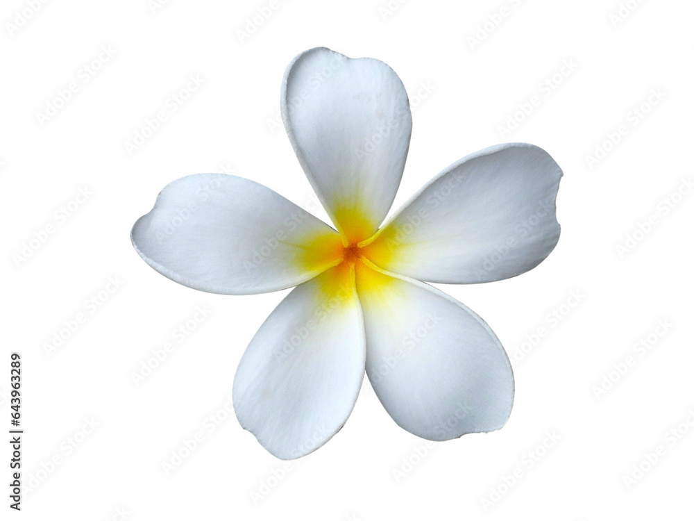 Fototapeta premium white beautiful flowers isolated on white background.