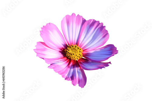 pink cosmos flower isolated on white background.