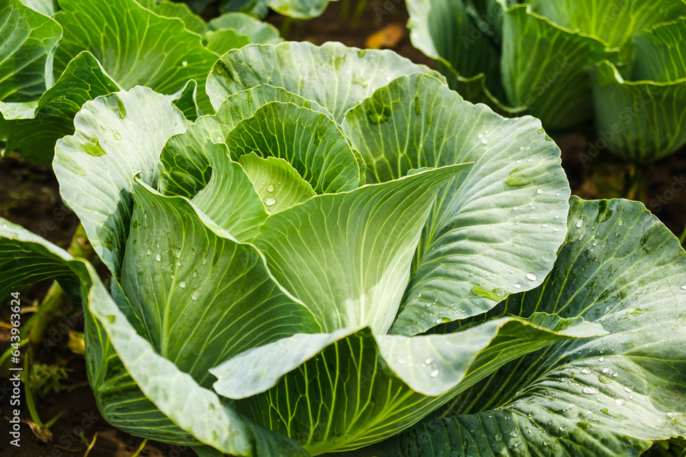 The cabbage crop ripened in autumn. Ripening late varieties of cabbage. Growing organic vegetables. The cabbage crop ripened in autumn. Ripening late varieties of cabbage. Growing organic vegetables.