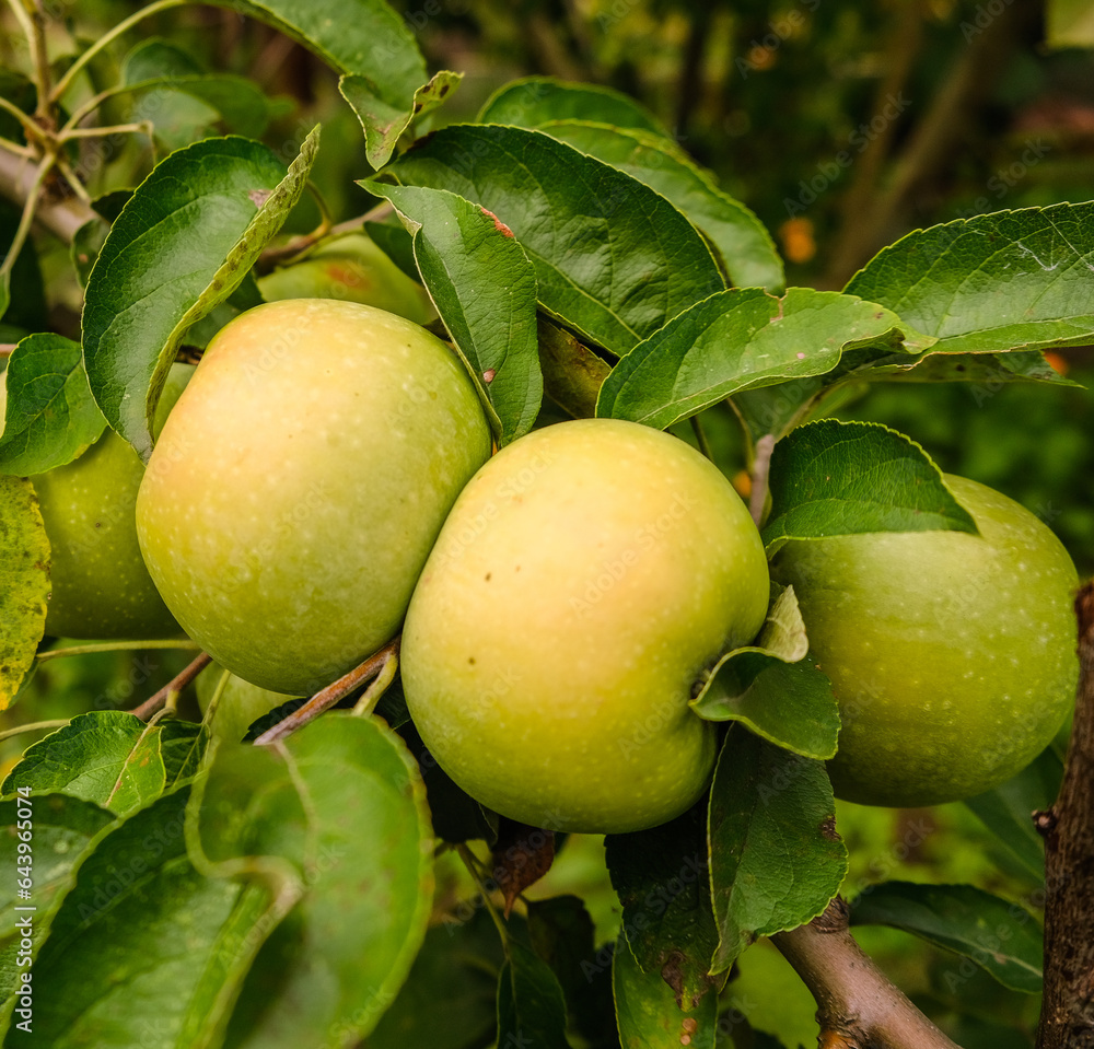 Growing organic green apples in the garden. Apple ripening season. Harvesting apples in autumn. Growing organic green apples in the garden. Apple ripening season. Harvesting apples in autumn.
