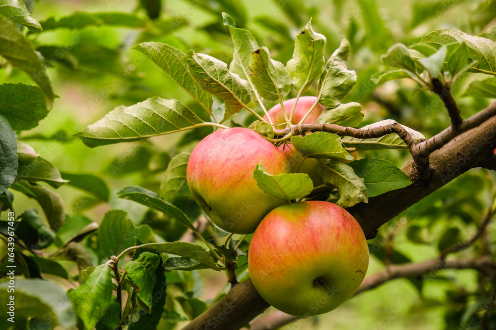 Obraz premium Growing organic apples in the garden. Apple ripening season. Harvesting apples in autumn.