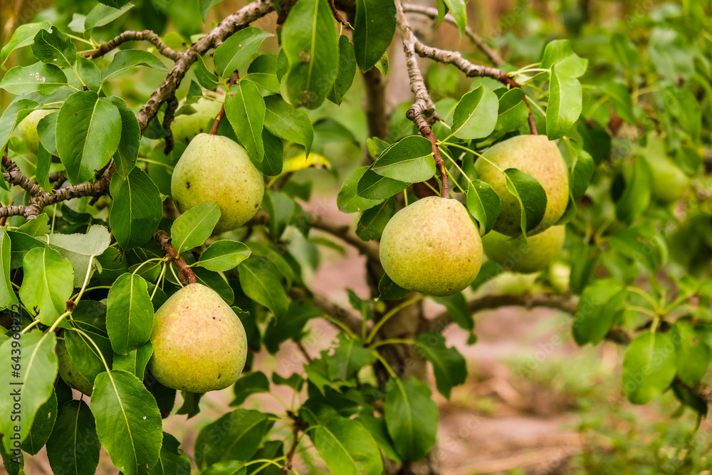 Growing organic pears in the garden. Pear season. Harvesting pears in autumn.